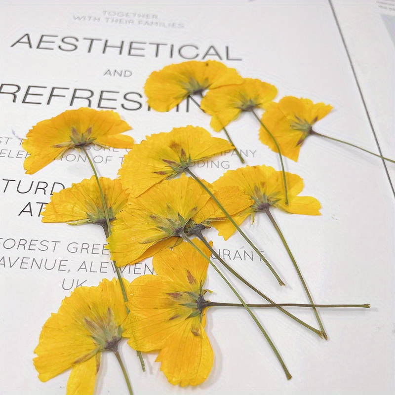 111 piezas de flores secas prensadas naturales reales con caja y pinzas  curvas, hojas de flores secas de margarita real para álbumes de recortes