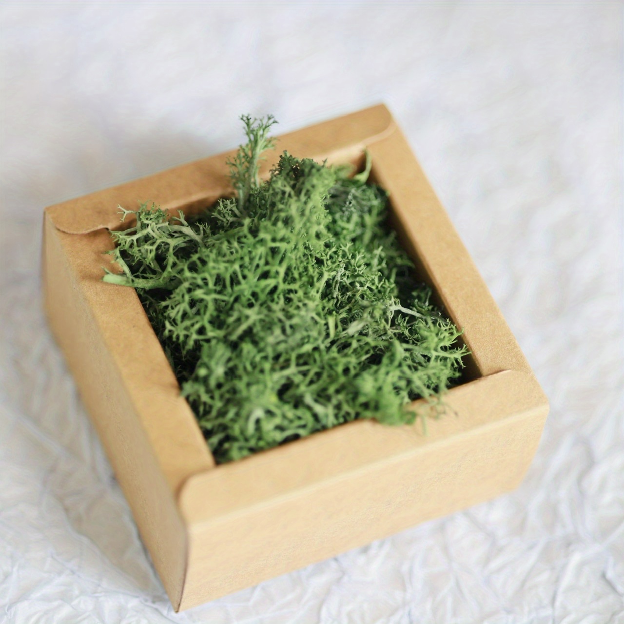 Preserved Reindeer Moss – Grass Green for Terrariums, Crafts, Home Decor -  Veranimoss
