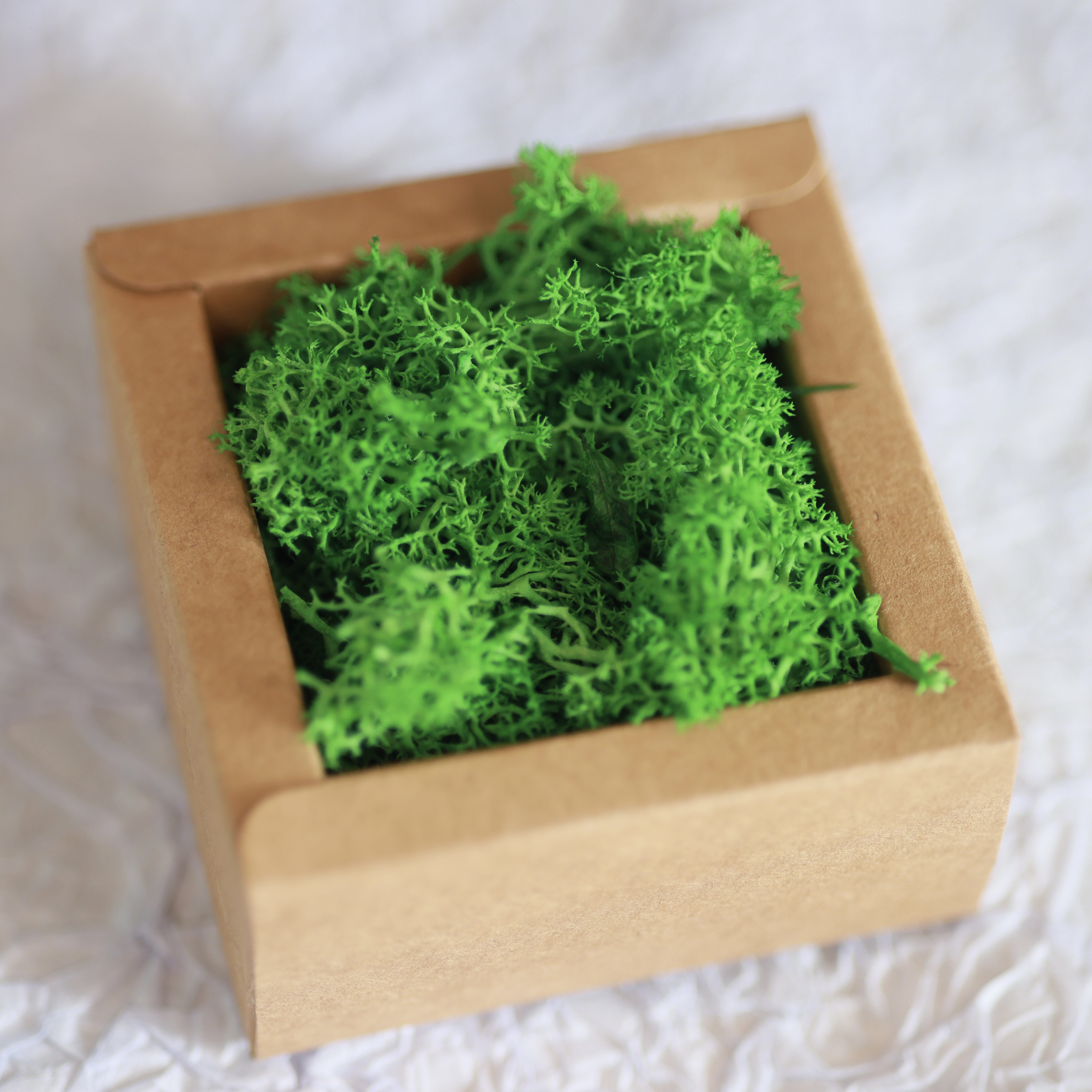 Preserved Reindeer Moss – Grass Green for Terrariums, Crafts, Home Decor -  Veranimoss