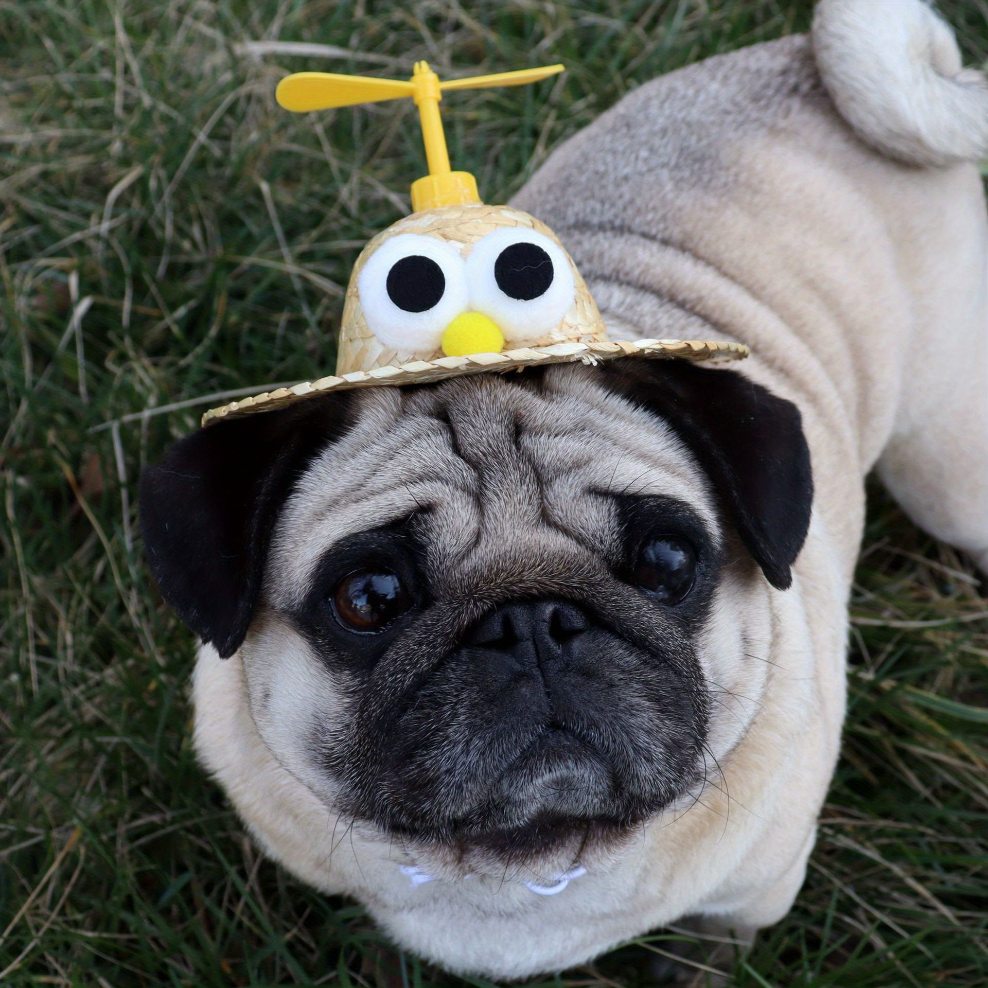 Stay Cool This Summer: Stylish Hawaii-inspired Pet Hats For Dogs And Cats!  - Temu