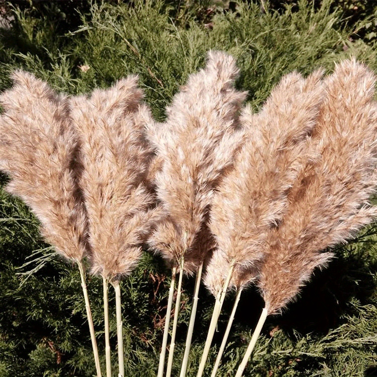 30 Stems Dried Pampas Grass,wild Pampas Grass Fluffy Pampas Floral,17 Inch  Bulk Pampas Grass Decor Tw