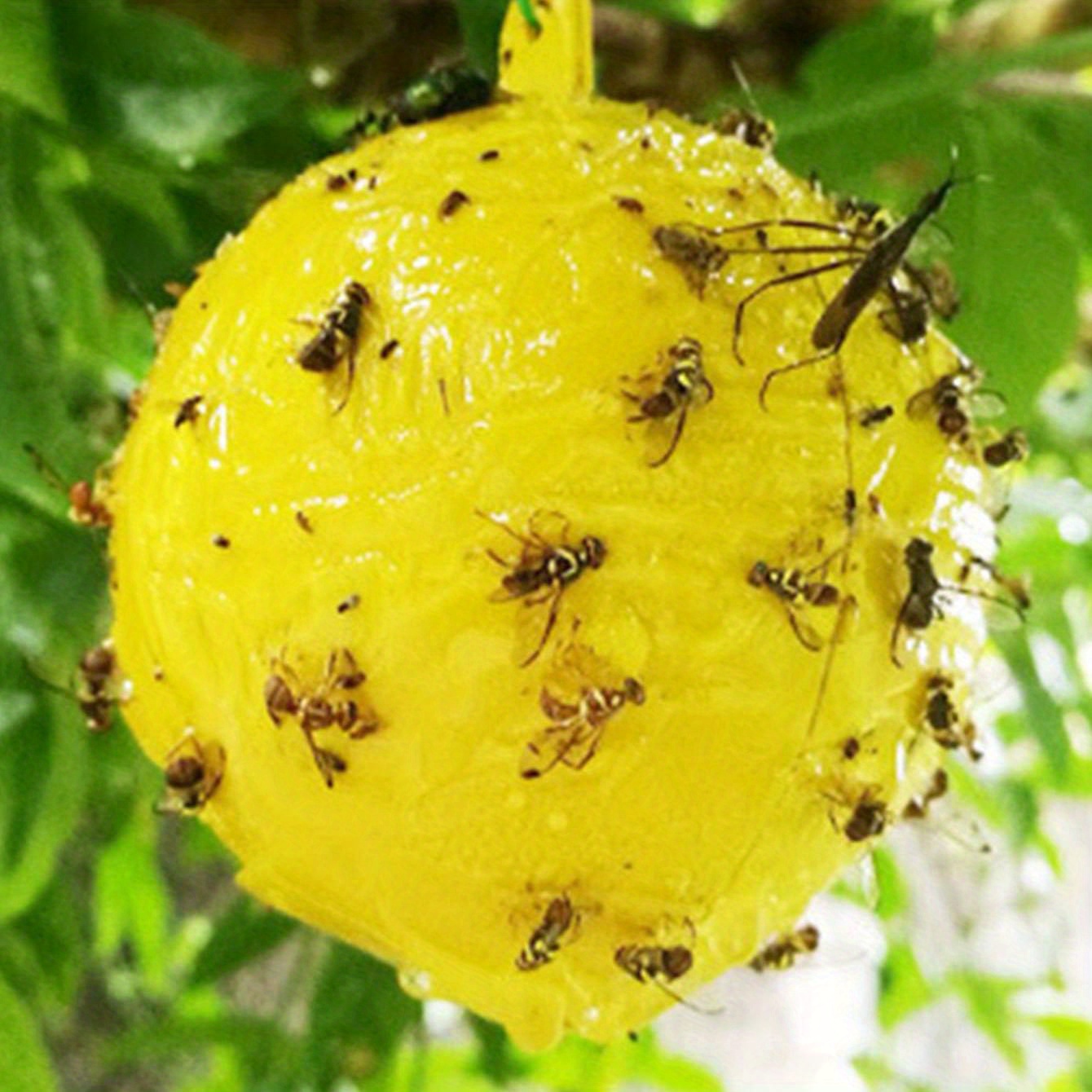 Indoor and Outdoor Fruit Fly Traps Yellow Sticky Plant Bug Fungus Fly Trap Outdoor, Hanging Traps (48-Pack)