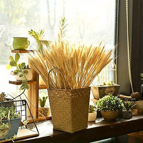 Dried Seek, Dried Flowers, Botanical Home Decor, Seed Stalks. Natural –  Silvia Home Craft