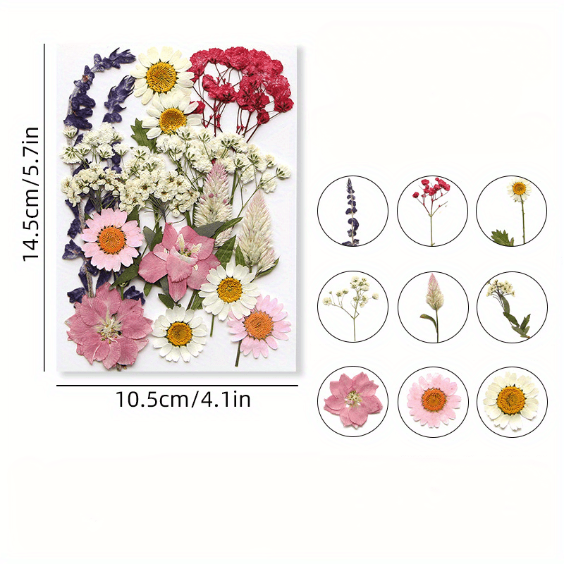 Create Unique Diy Projects With Dried Pressed Flowers Bulk - Temu