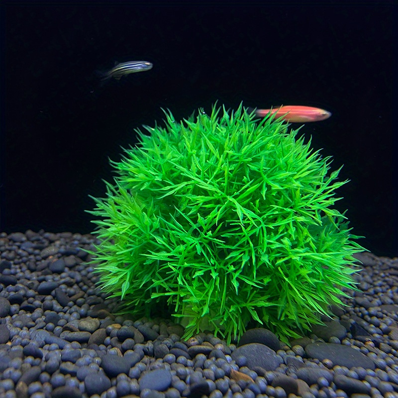 An Empty Round Green Ball Is A House For Grass Fish In A Transparent  Aquarium A Wooden Snag And Artificial Plants In A Transparent Aquarium  Beautiful Aquarium Design Stock Photo - Download