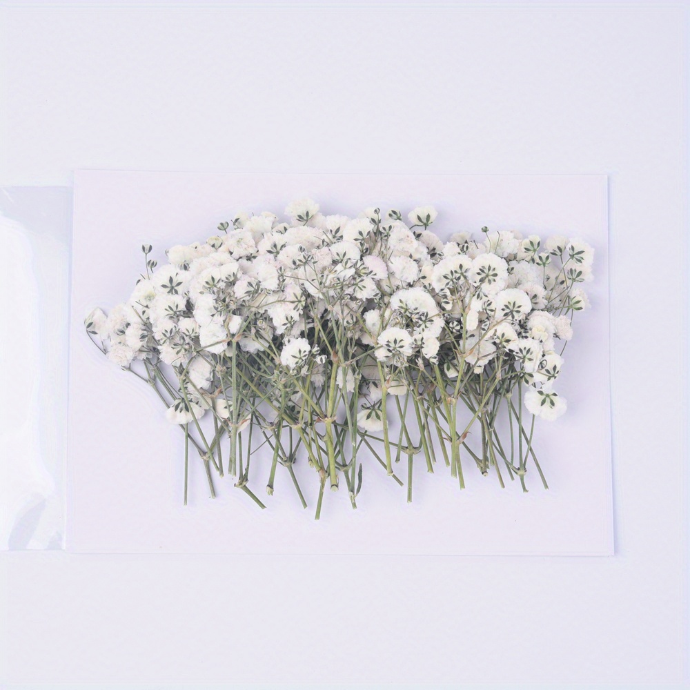 65 Pcs Mini Dried Baby's Breath Flowers - 4000+ Pressed Real Natural  Gypsophila Bulk for Resin Mold Art Craft, Ivory White Flowers Bouquet for  Hair