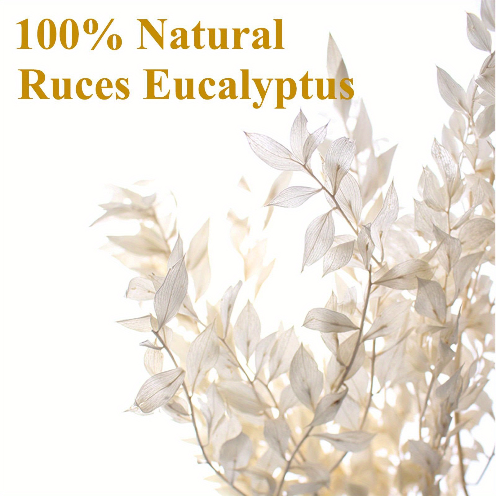  Dried Ivory White Eucalyptus Italian Ruscus Stems, 15