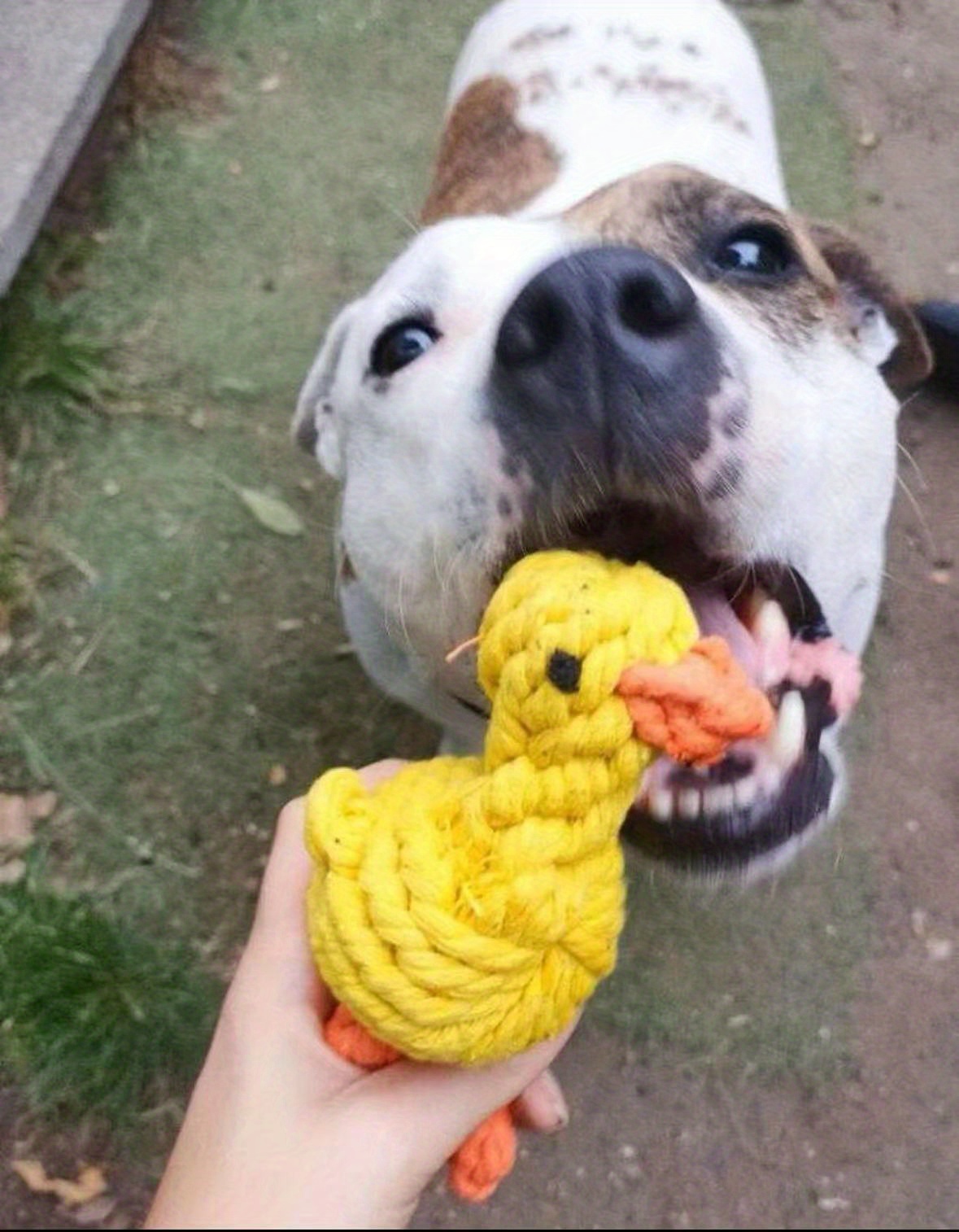 Duck Shaped Rope Dog Chew Toy Durable Bite Resistant Dog Temu