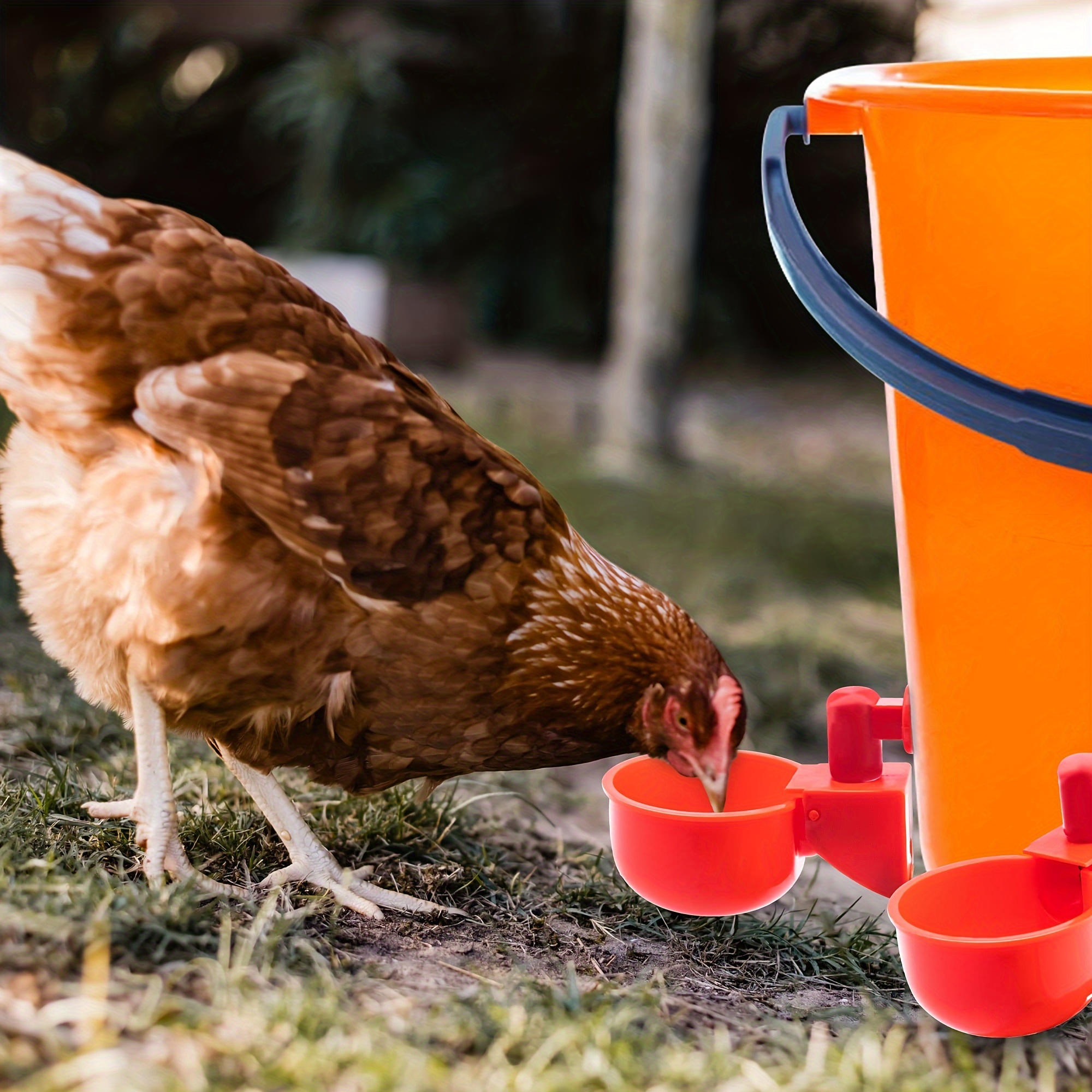 Sonew Fontaine à boire pour poulet Poulet fontaine à boire tasse suspendue  abreuvoirs à tétine abreuvoir automatique (tasse