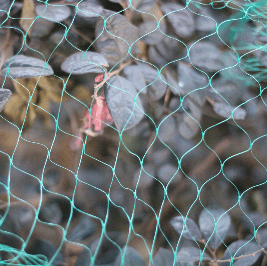 Anti bird Net Cherry Garden Pond Anti aging Nylon Anti bird - Temu