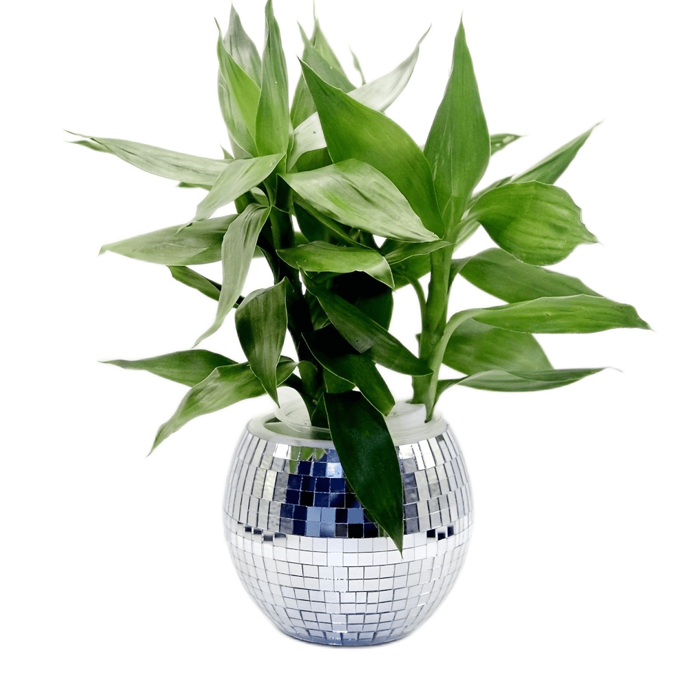 1pc, 15cm 6inch Flat Bottom Self-absorbing All-in-one Disco Flower Pot, Desktop Disco Potted Self-watering Flower Pot Container