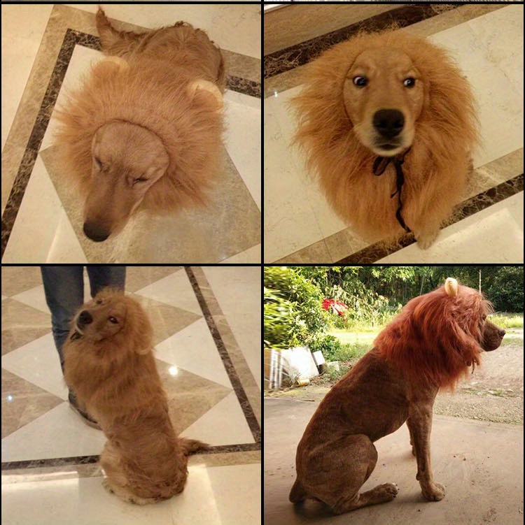 Chow Chow Dog Lion Dog Haircut Dog Lion Mane Haircut How To Groom