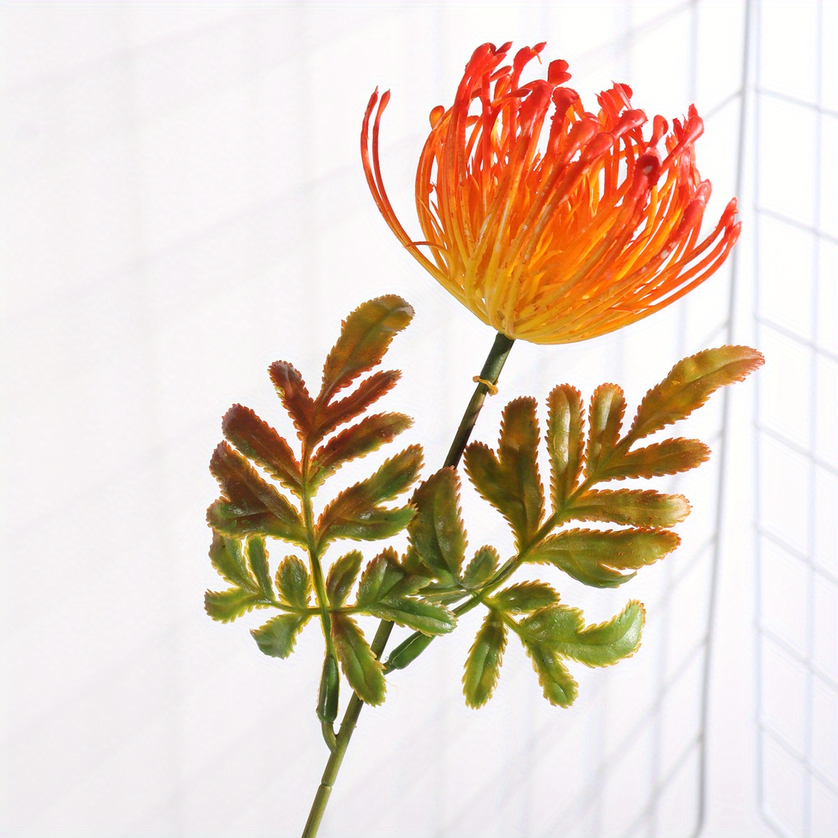 Protea Pincushion - Orange