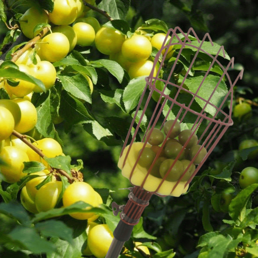 1 Set, Raccogli Frutta, Asta Raccogli Frutta 2,1FT-15FTFT Con Cesto Grande,  Attrezzi Da Giardinaggio Regolabili In Lunghezza, Mela, Albicocca