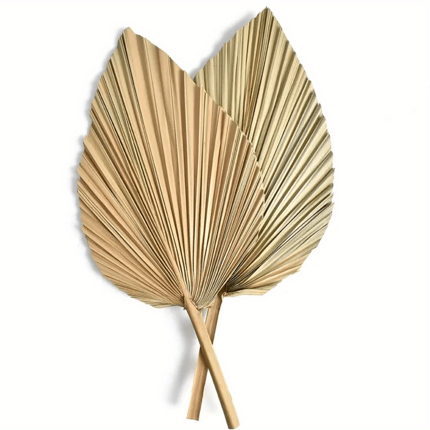 Nuanchu Natural Dried Palm Leaves Real Palm Leaves Decor Boho Palm Fans  Tropical