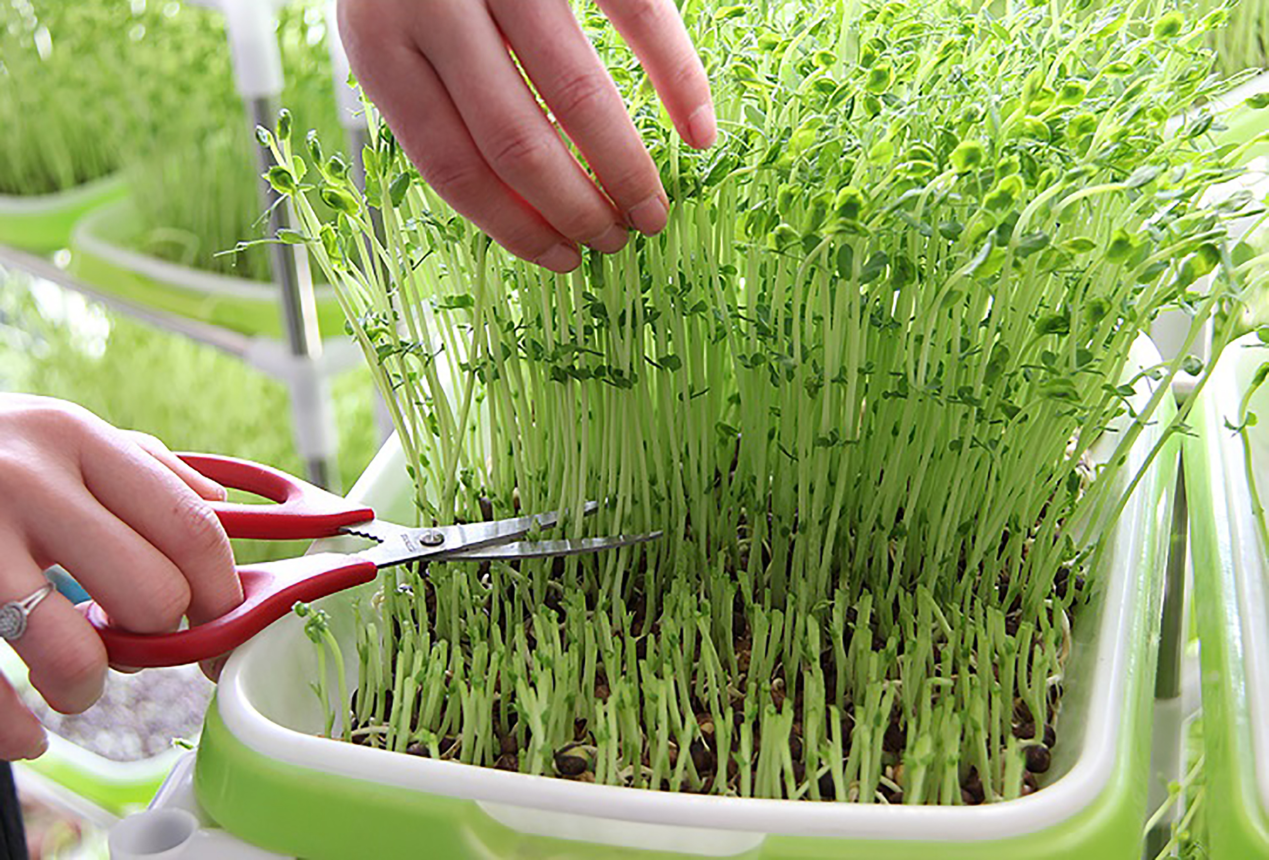  IUMÉ Kit de frasco de germinación de semillas, 1 paquete de  bandeja de iniciación de semillas, 1 tarro de germinación de germinación de  brotes de brócoli con tapas de pantalla, soportes