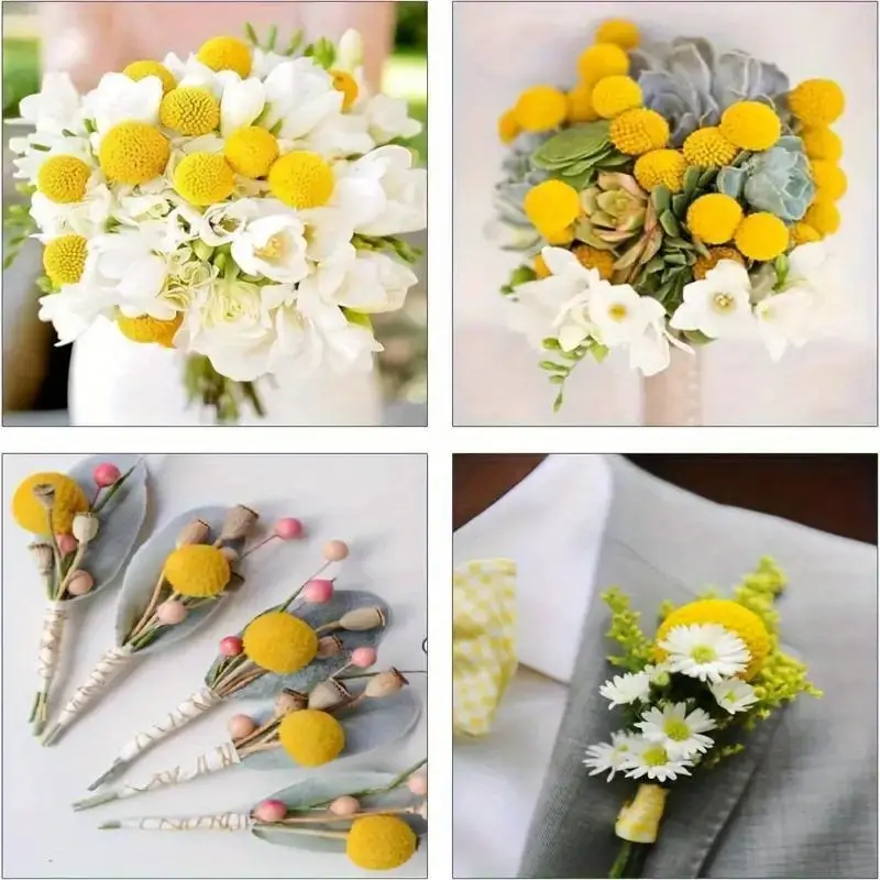 48 Pcs Dried Flowers Dried Billy Balls Dried Craspedia Flowers Button  Yellow Dried Flowers with Stems Fake Silk Dried Flower Bouquet Craspedia  Flower