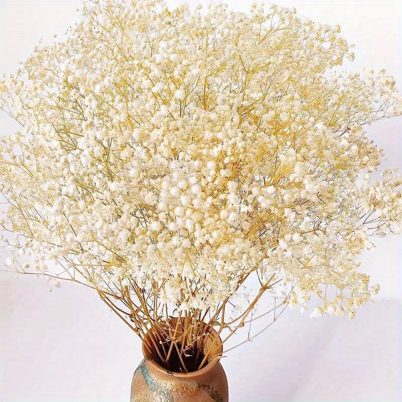 20 PCS Set 4-6CM Pressed Baby's Breath Flowers Bulk, Real Pressed Dried  Flowers, Dry Gypsophila Flowers, Preserved Flat Flower Stems 