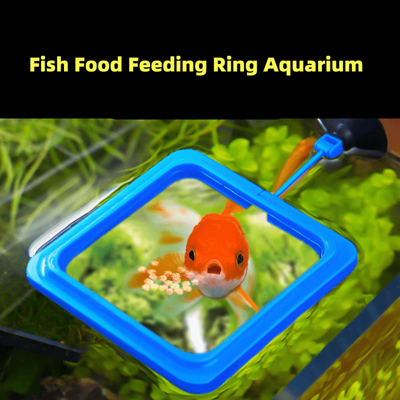 Alimentation des poissons Aquarium Aquarium Aquarium Anneau d