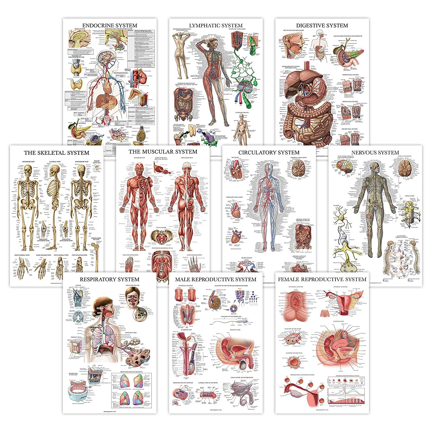 Anatomy of the female body. Anatomical poster. Skeletal and