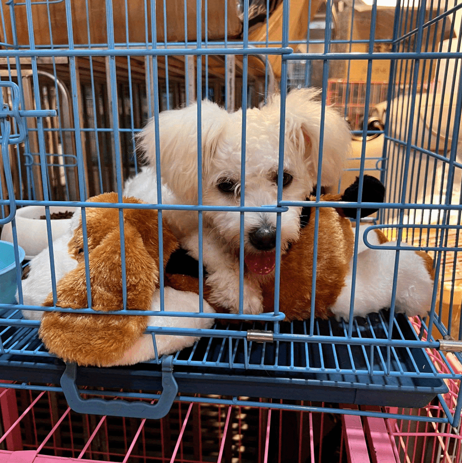 Heartbeat Stuffed Dog Cat Toy Anxiety Relief Dog Soft Plush Temu