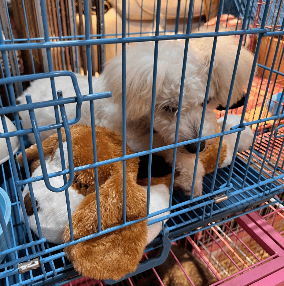 Heartbeat Stuffed Dog Cat Toy Anxiety Relief Dog Soft Plush Temu