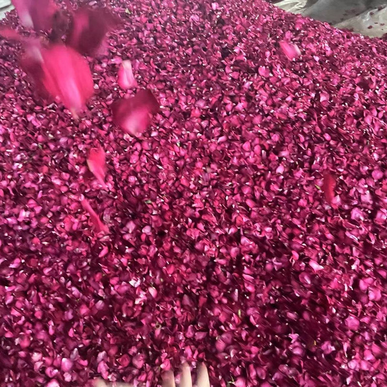 TooGet Pétalos de rosa rojos naturales secos secos orgánicos al por mayor  mejor para decoración de fiestas de boda, baño, lavado corporal, lavado de