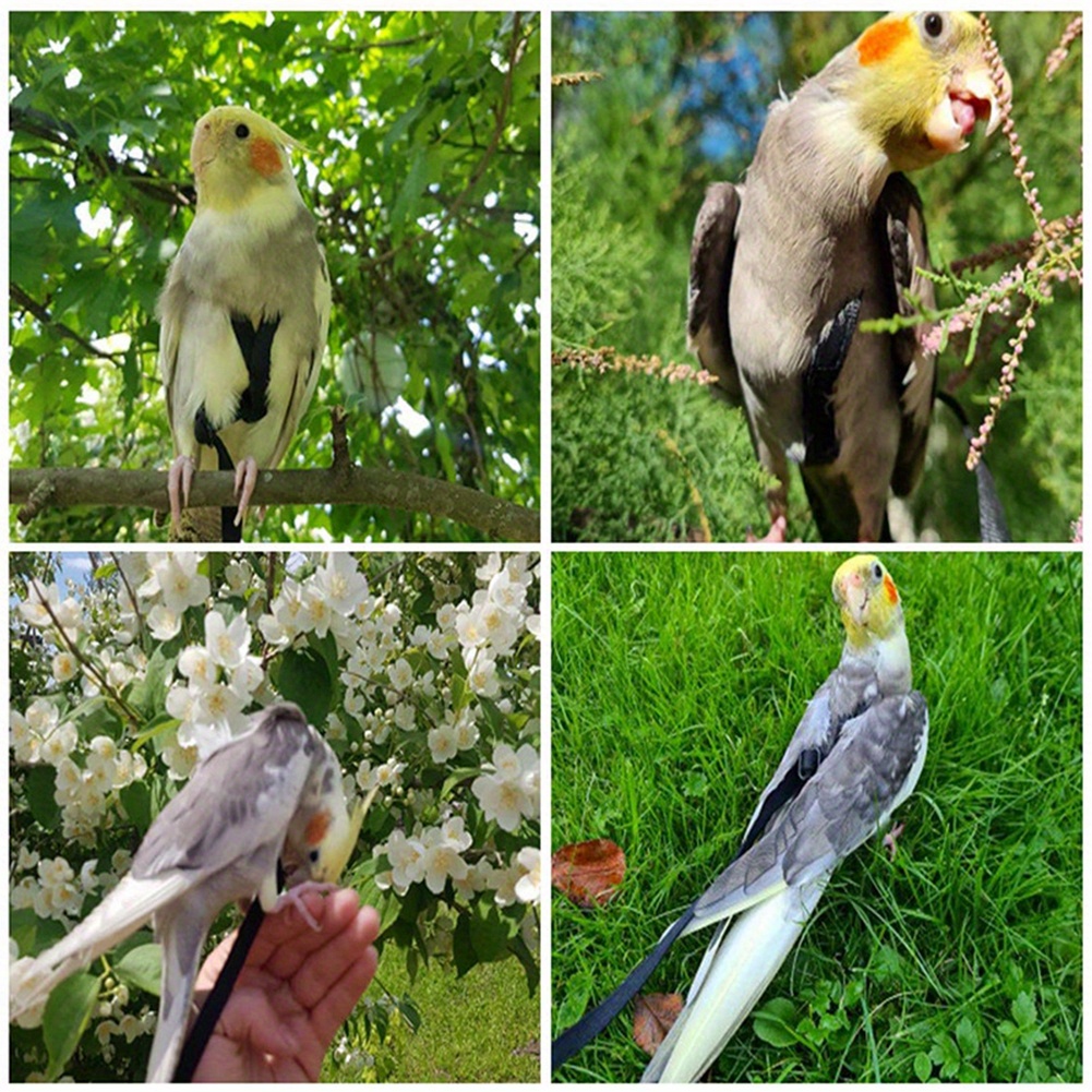 Harnesses For Parrots - Temu