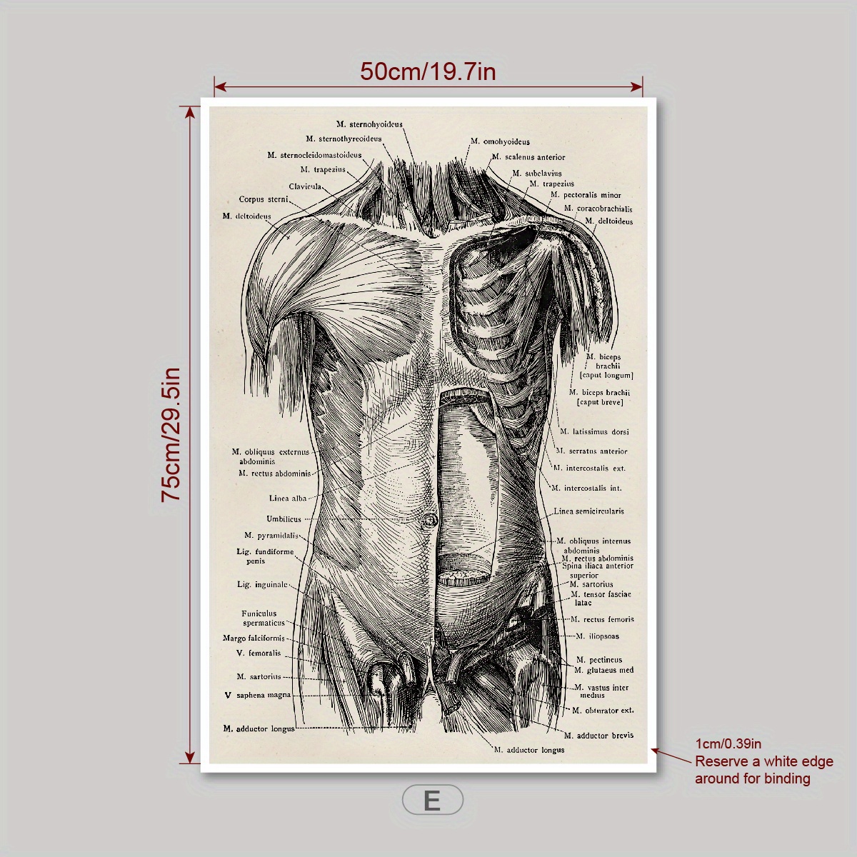 Poster Di Anatomia Umana - Resi Gratuiti Entro 90 Giorni - Temu