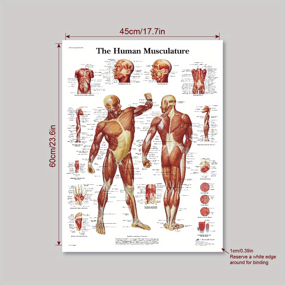 1pc The Human Musculature Tissue Science Poster Medical Wall