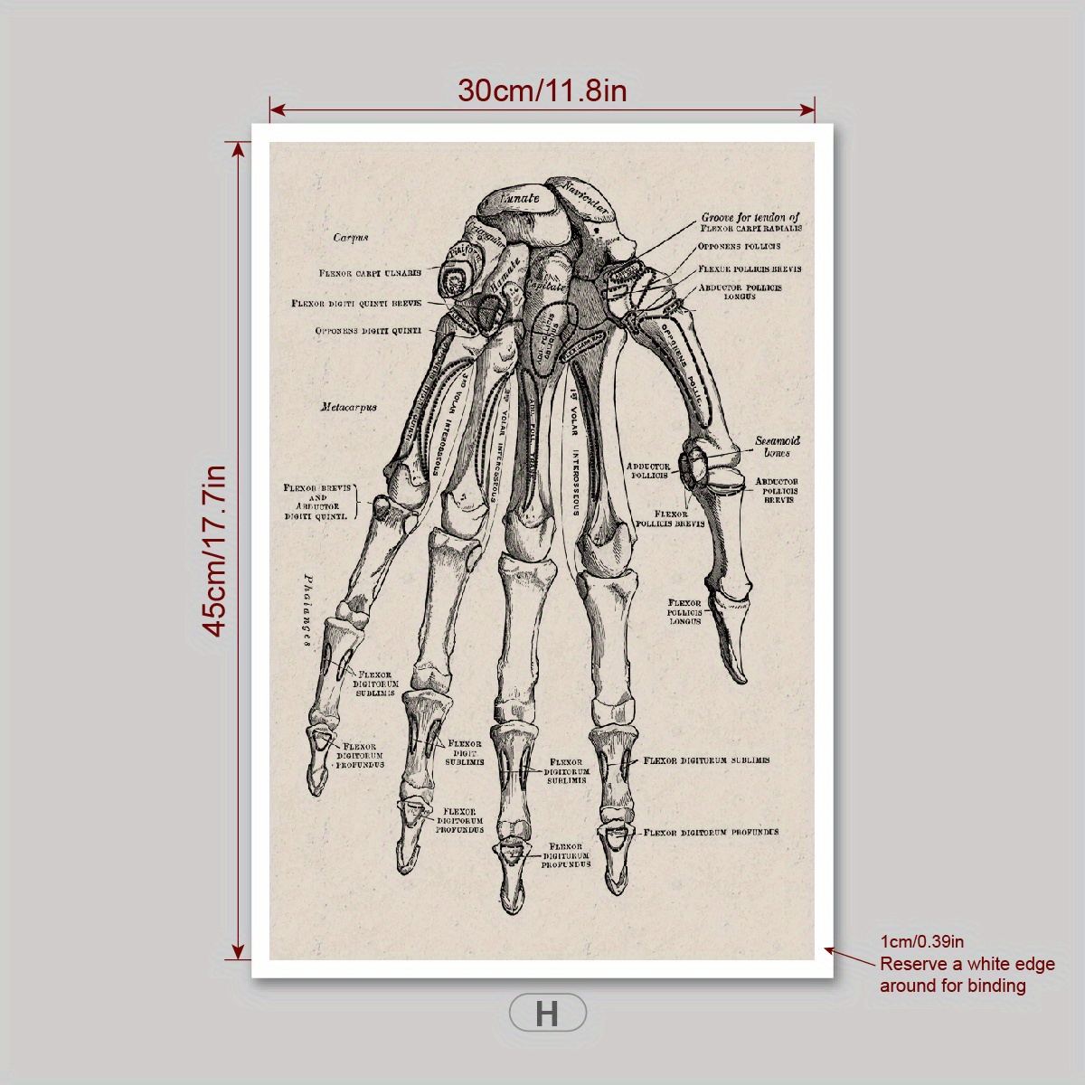 MARYSHARON Diagramma Anatomia Umana Corpo Educazione Manifesto Ospedale  Diagramma Decorazione Casa Tela Anatomia Muscolare Diagramma A0 40x50cm  Senza Cornice : : Commercio, Industria e Scienza