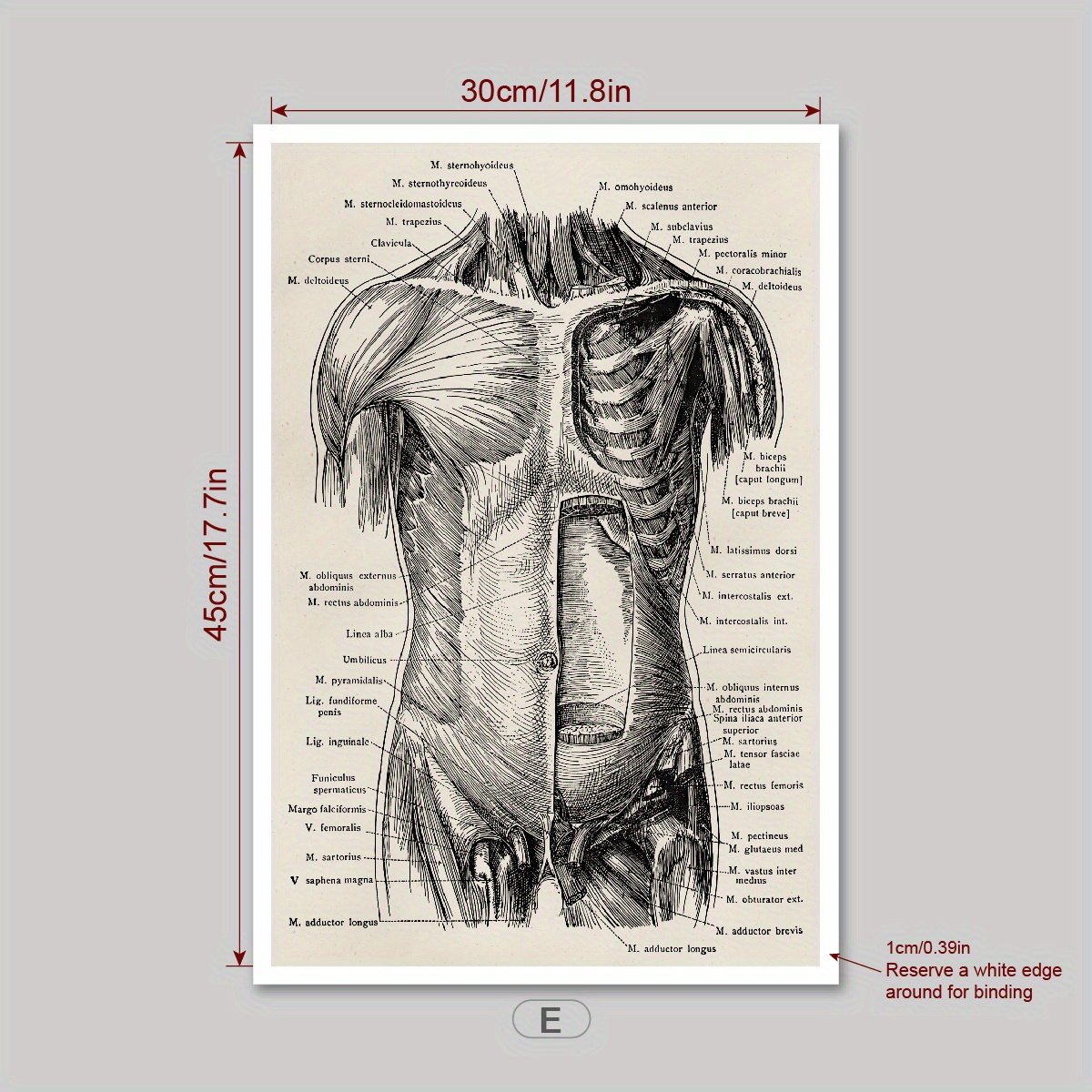 1pc Retro Diagramma Anatomia Umana Opera D'arte Medico - Temu Italy