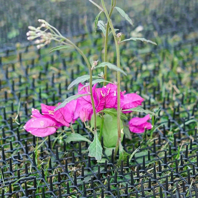 6.5ft/13.1ft Mantieni Giardino Cortile E Divano Sicuro Gatti - Temu Italy