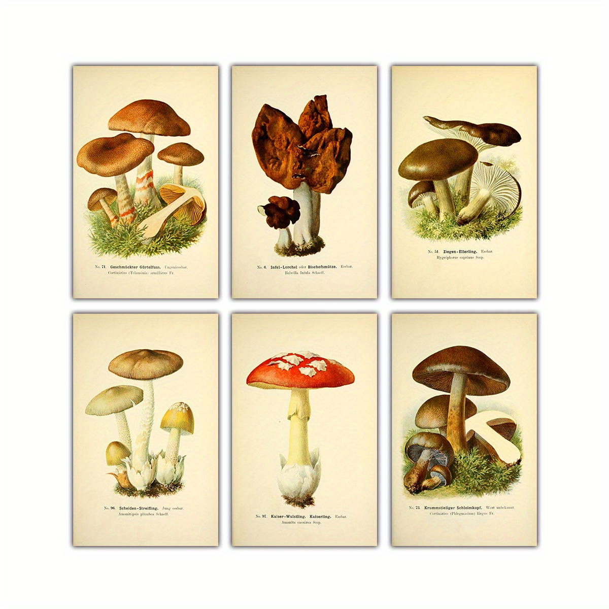 Vintage Designs Collection Mushroom Mushrooms Forest Underpants