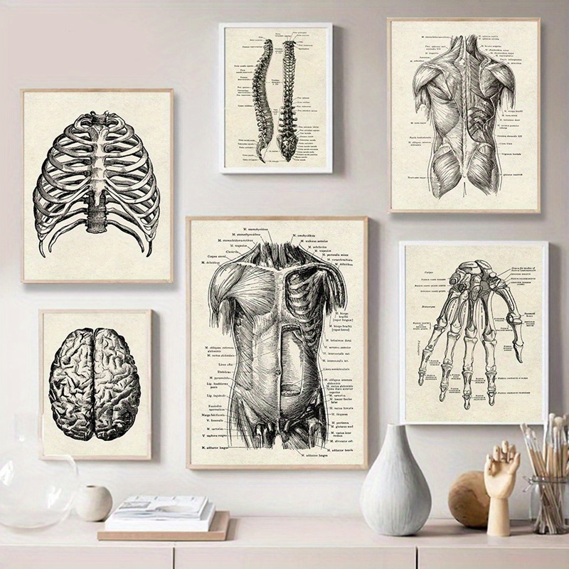 83581 Human Anatomy Body System Medical Science Decor Wall Print Poster |  eBay