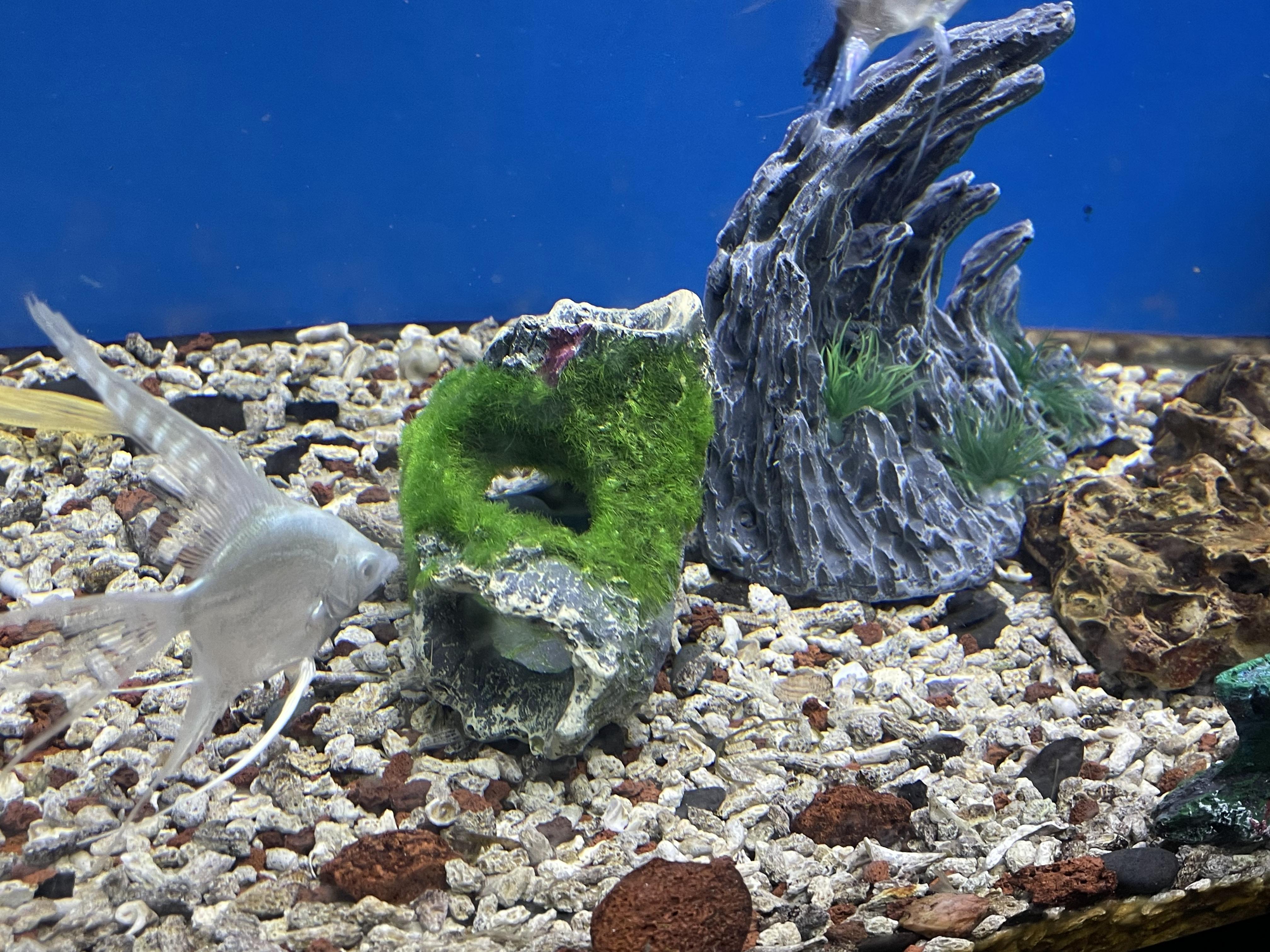 Fish Tank Decoration Accessories Moss Tree House Cave Reptile Landscaping Fish Tank Pets