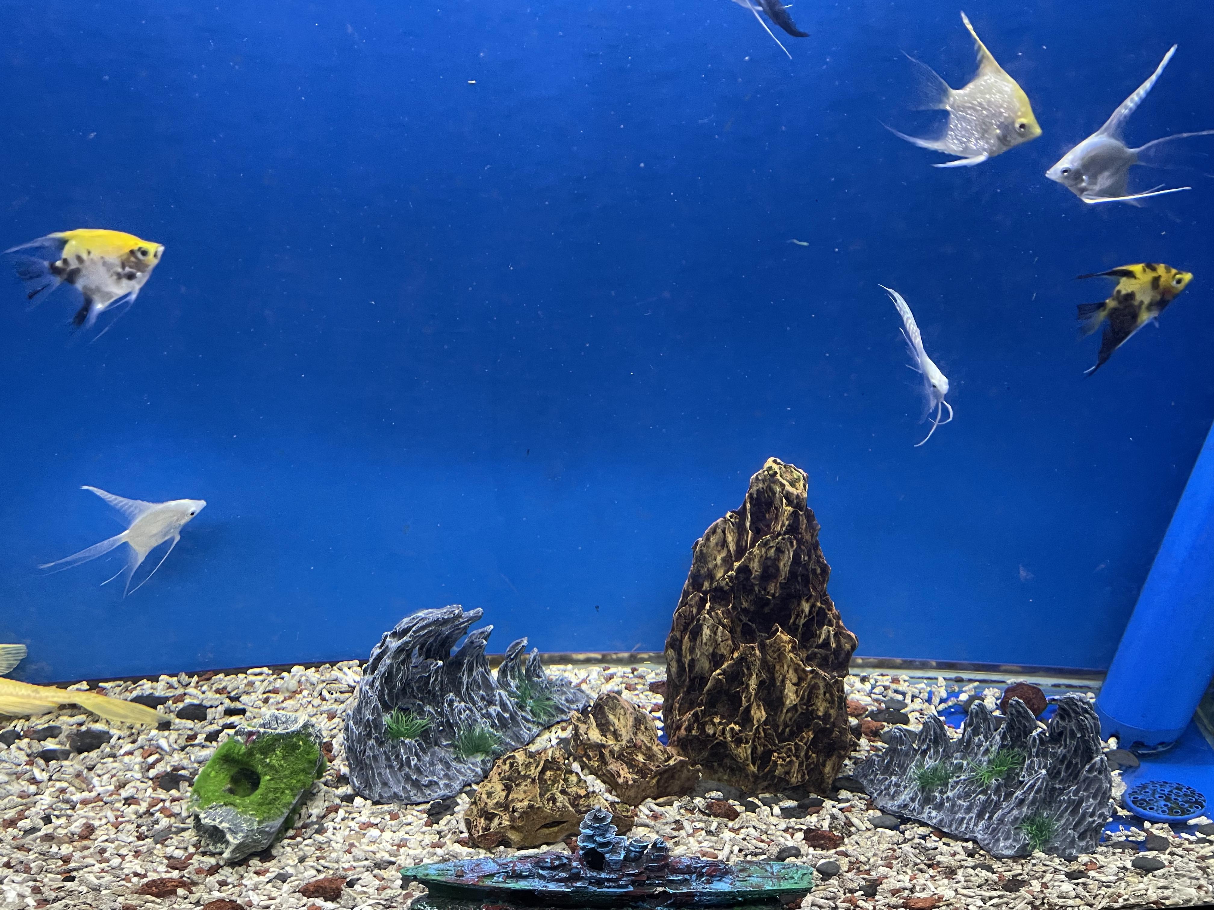 Piante per acquario: decorazioni per la casa dei tuoi pesci - Webpet