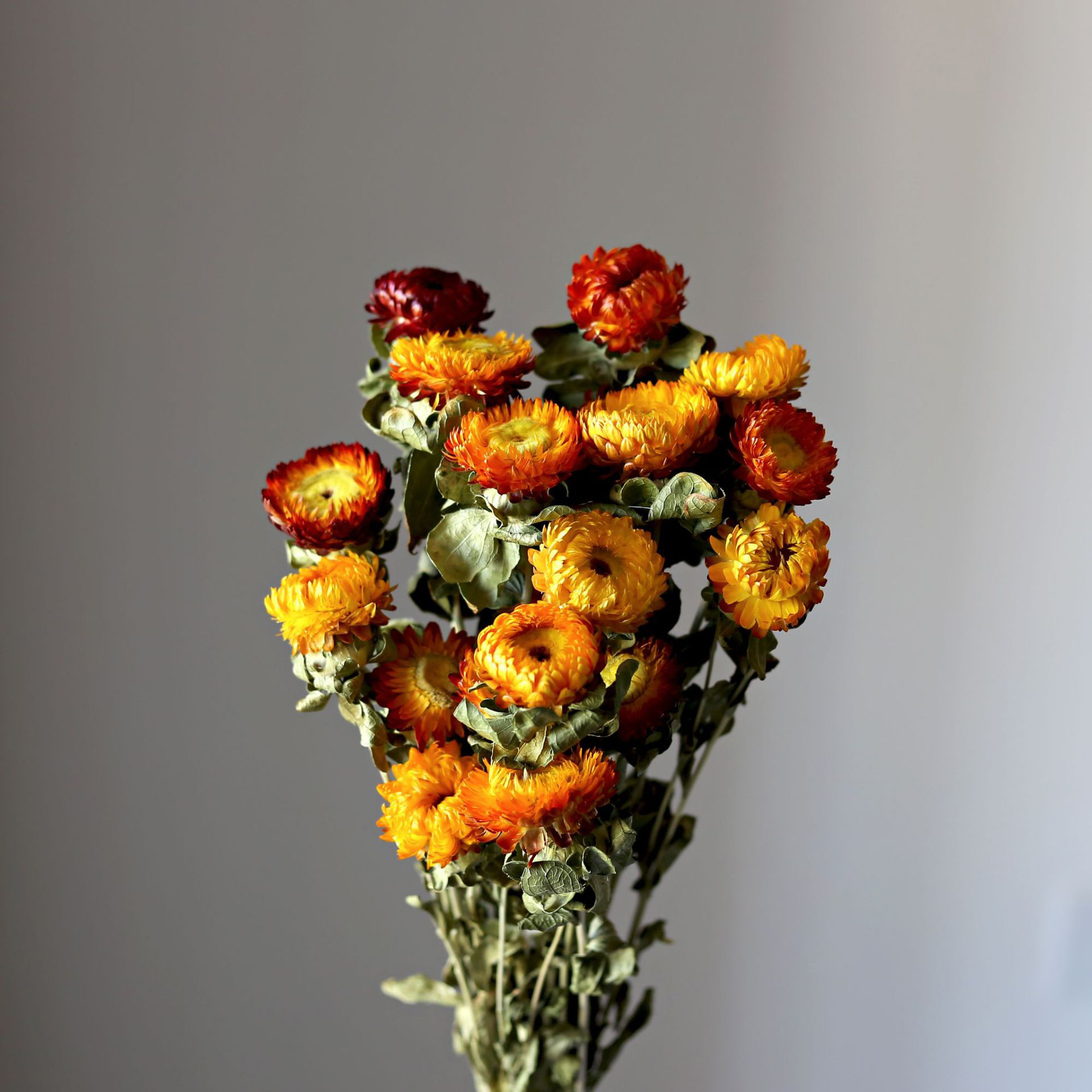  Dried Flowers Bouquet, Dry Caspia Flower Bundle