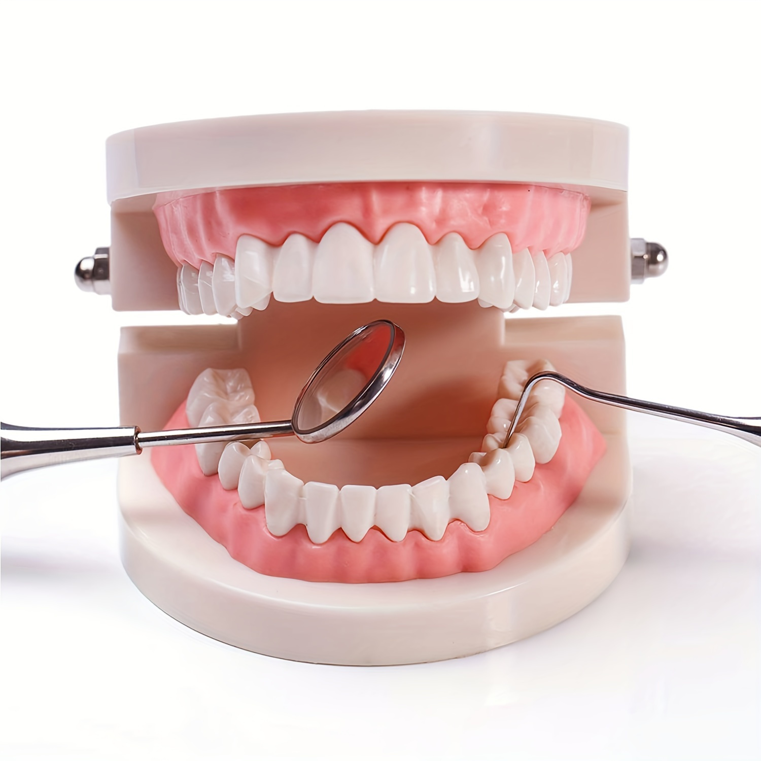 TEMU Dental Model Standard Dental Model Denture Toy Dental Mouth Model, Model Dental Model Dental Teaching And Learning Supplies