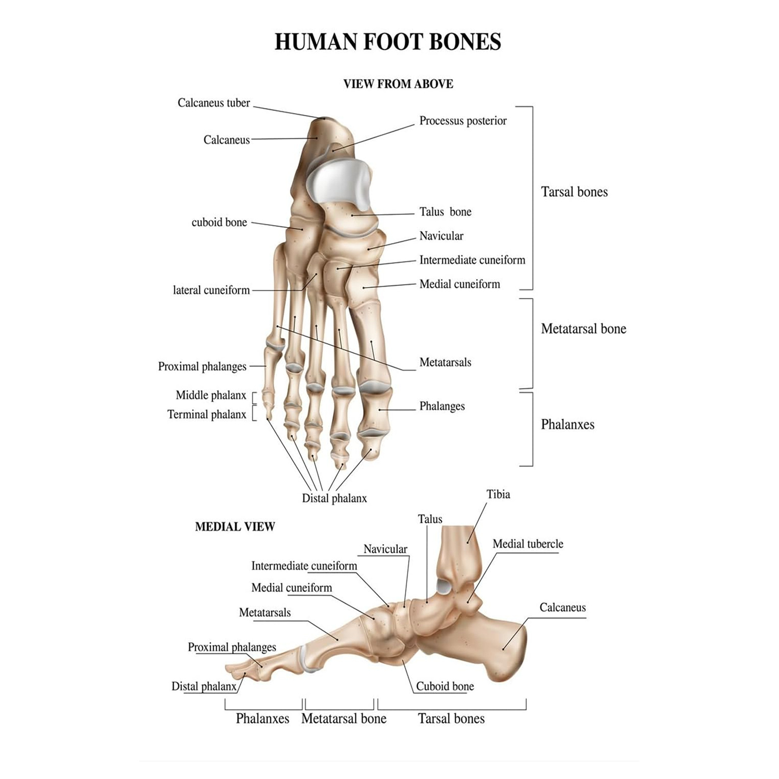 TEMU 1pc Frameless Foot Anatomy Canvas Print - 12x18 Inch, Educational Wall Art With Detailed Human Foot Illustration For Living Room Or Bedroom