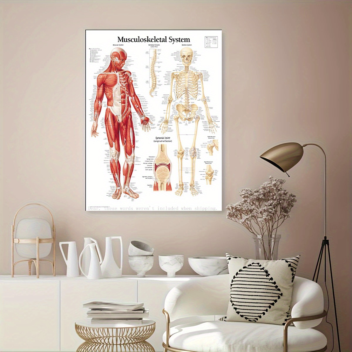 TEMU 2d Flat, Human Musculoskeletal System Anatomy Chart - Labeled Male & Female Skeleton, Muscles, Tendons & Bones - Medical Diagram With Bilingual