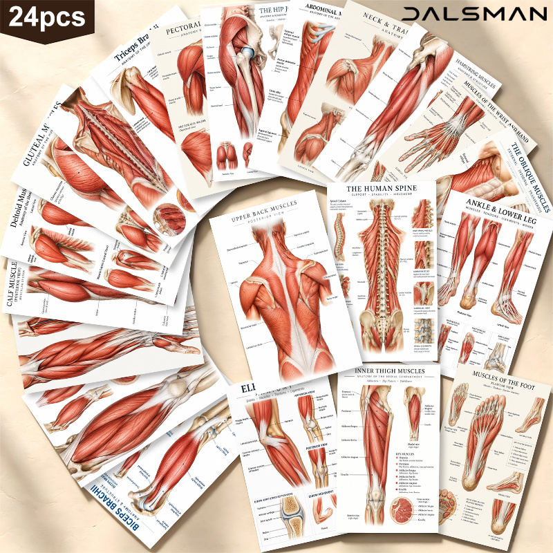 TEMU Lot de 24 cartes postales sur le système musculaire de l' , illustration médicale éducative pour étudiants, médecins et passionnés de fitness,