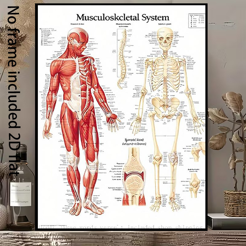 TEMU 2d Flat, Paintings 2d Flat, 2d Flat, 2d Flat 1pc Decorative Canvas Art Human Muscular Skeletal System Anatomy Chart Canvas Painting, Detailed