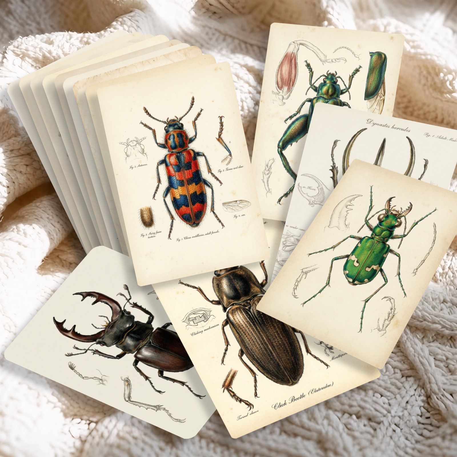 TEMU Lot de 36 cartes postales illustrées d'insectes vintage, cartes de vœux rétro à motif scientifique, pour , la décoration, l'affranchissement et