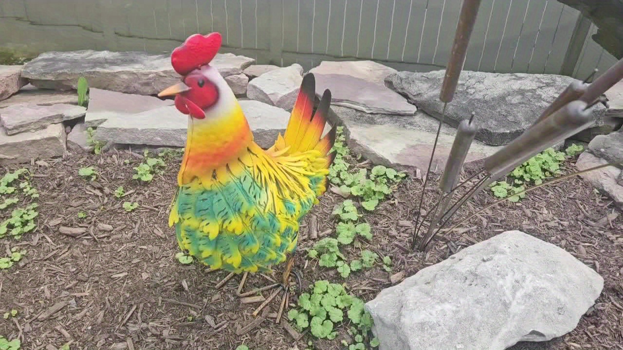 Gallo Decorativo In Metallo Per Giardino - Statuetta Da Esterno Per Cortile E Pollaio - Foto 6