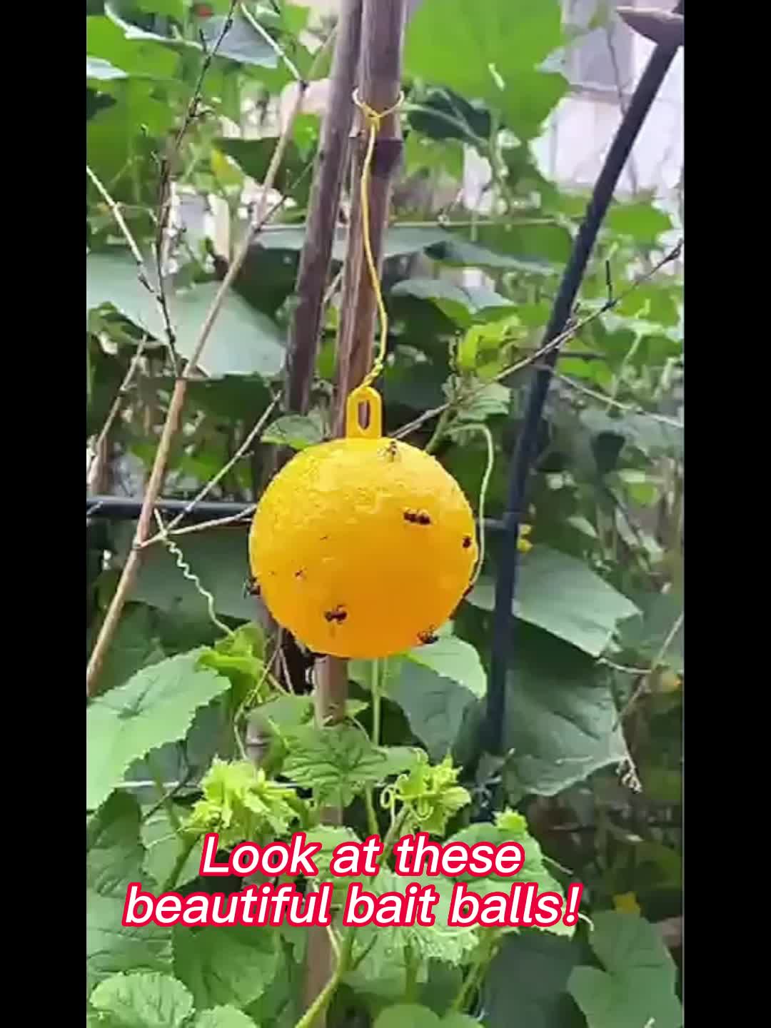 4pcs Sticky Fly Balls for Garden Insect Control