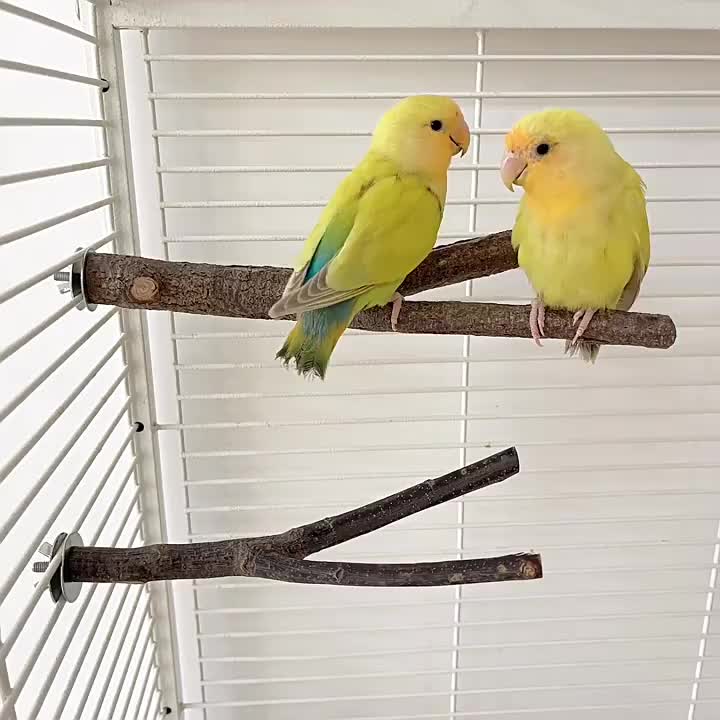 Sticks for shop bird cages