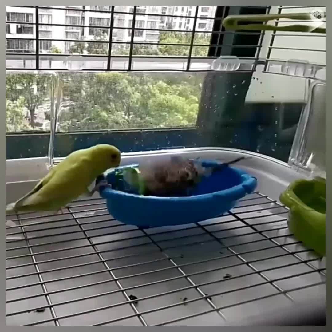 Bain D'oiseau Avec Miroir Accessoires De Baignoire De Douche D'oiseau De  Baignoire En Plastique Portative D'oiseau - Temu Belgium