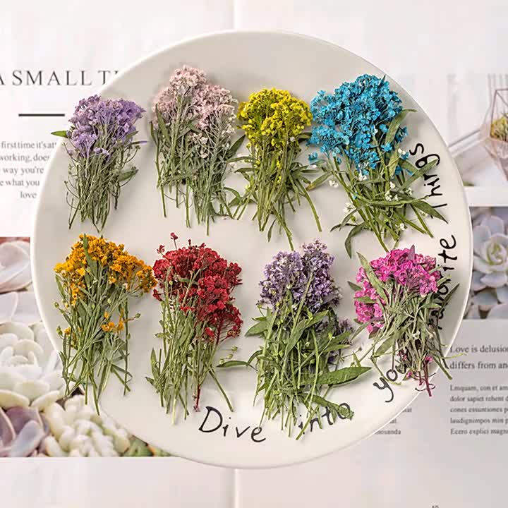 12 Pcs Dried Flower DIY Resin Craft Fillers Pressed Flowers 