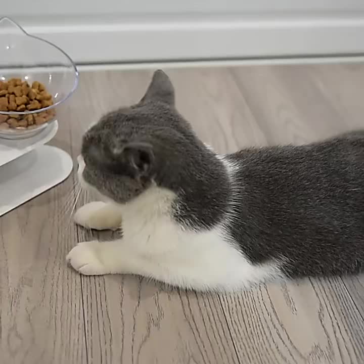 Ciotola Mangiatoia Gatti Rialzata A Forma Orecchio Gatto - Temu Italy